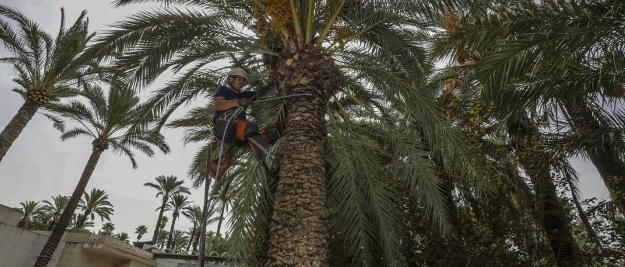 Un palmerero del Ayuntamiento podando este lunes el Parque Municipal, una de las joyas del Palmeral de Elche. | ANTONIO AMORÓS