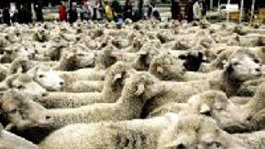 Las ovejas reconquistan Madrid