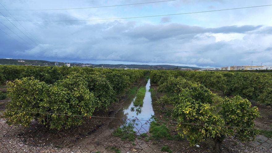 La lluvia beneficia a todos los cultivos con especial incidencia en los leñosos