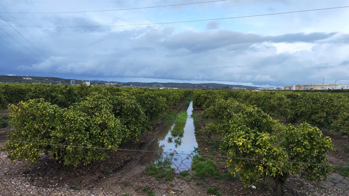 Imagen de este jueves de una zona naranjos de Palma del Río.