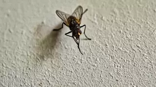 Estas ciudades de España están siendo invadidas por moscas: "Es un infierno"