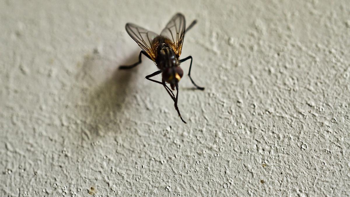 Estas ciudades de España están siendo invadidas por moscas