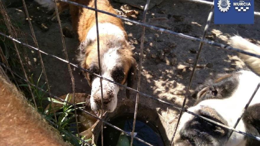 Detectan a más de cien perros, varias ovejas y un poni en pésimas condiciones