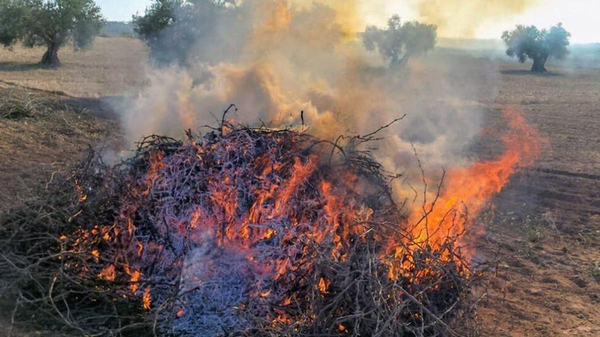 Desdse el Ayuntamiento de Segorbe recuerdan que están prohibidas las quemas de restos agrícolas hasta el 15 de octubre.