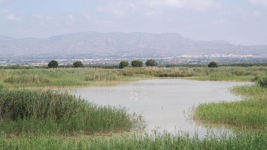 Cerceta, nutria y anguila centran los actos del Día Mundial de los Humedales en El Hondo