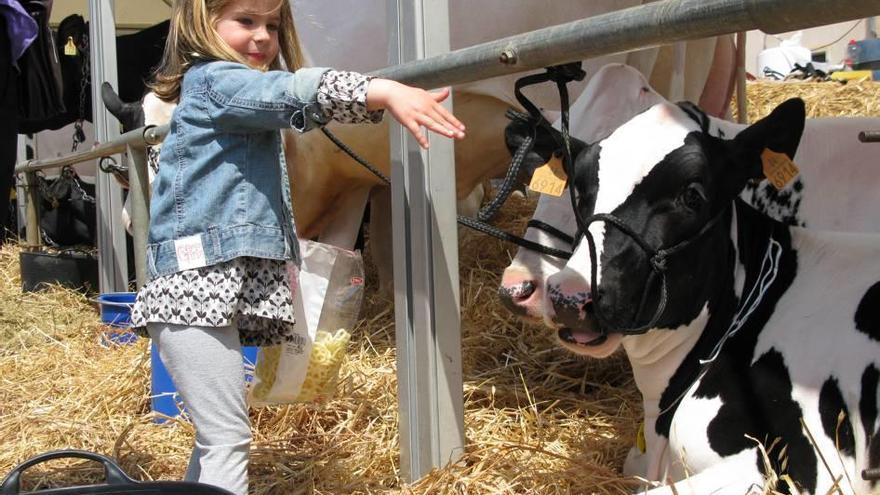 El Ayuntamiento anima a los vecinos a consumir leche y queso autóctonos