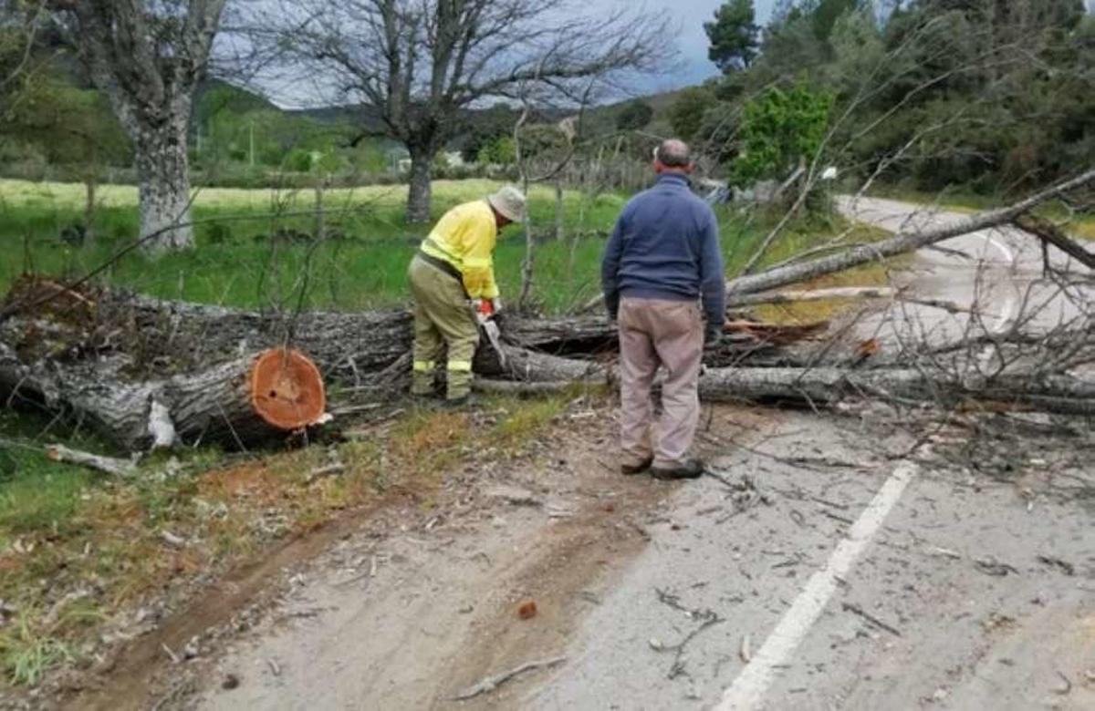 Personal de la Junta realizando labores de retirada de árboles para facilitar el accceso en Aliste.