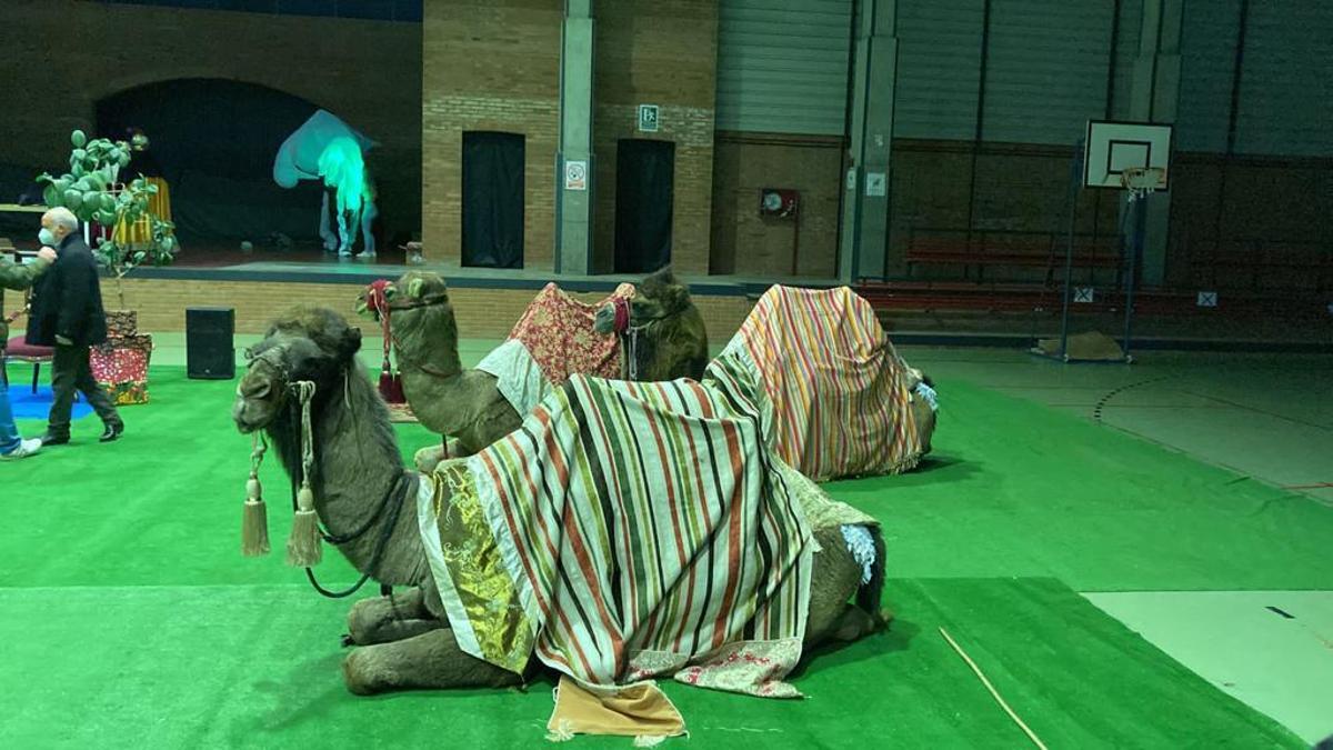 Camellos de la empresa contratada por el Concello de Moaña.