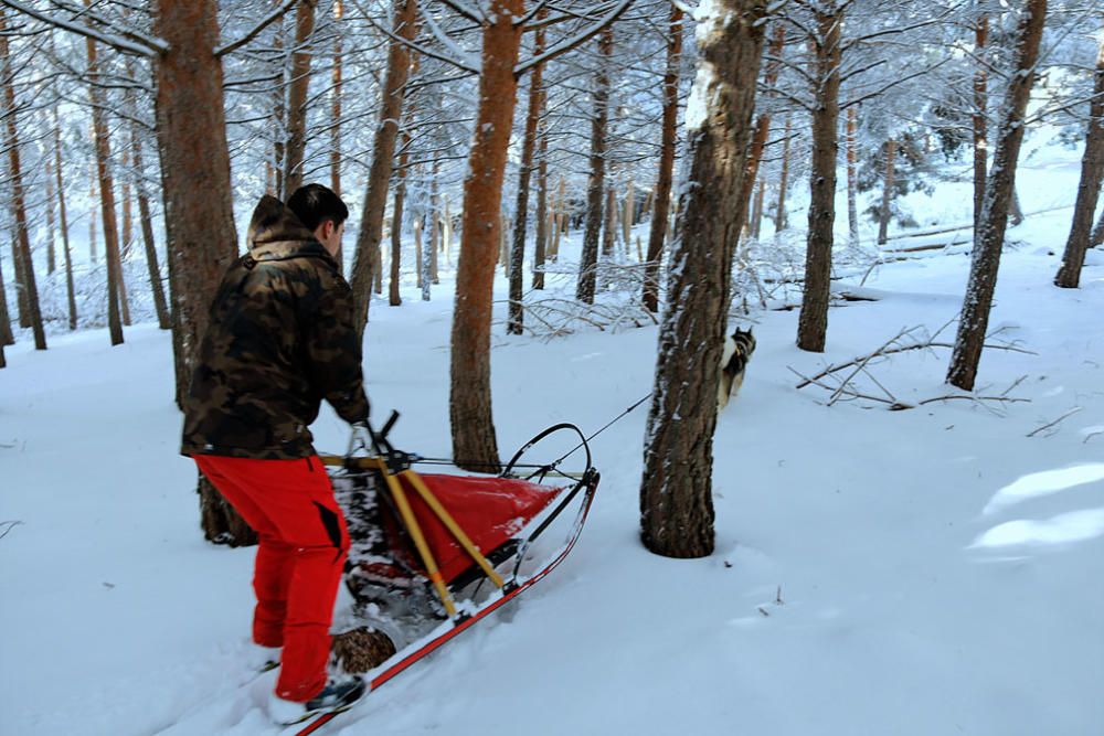 Manuel Calvo se prepara para participar en  el Campeonato de España de carreras de trineo con perros