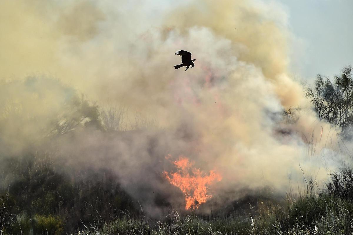 Fotogalería | Imágenes del incendio forestal en Plasencia de este jueves Fotogalería | Imágenes del incendio forestal en Plasencia de este jueves