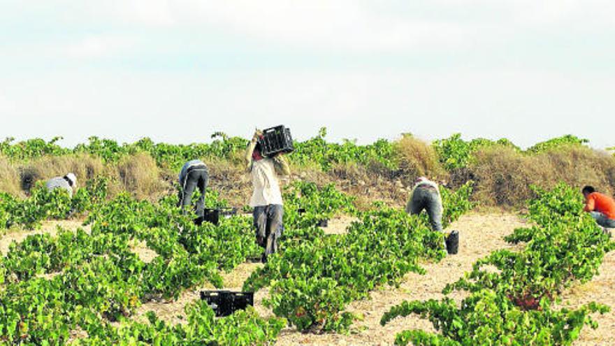 Los viñedos tradicionales de la mata están situados en dentro del parque natural en su zona de influencia, junto a las lagunas salinas.