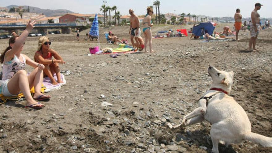 Ocho asociaciones piden que se autoricen las playas para perros