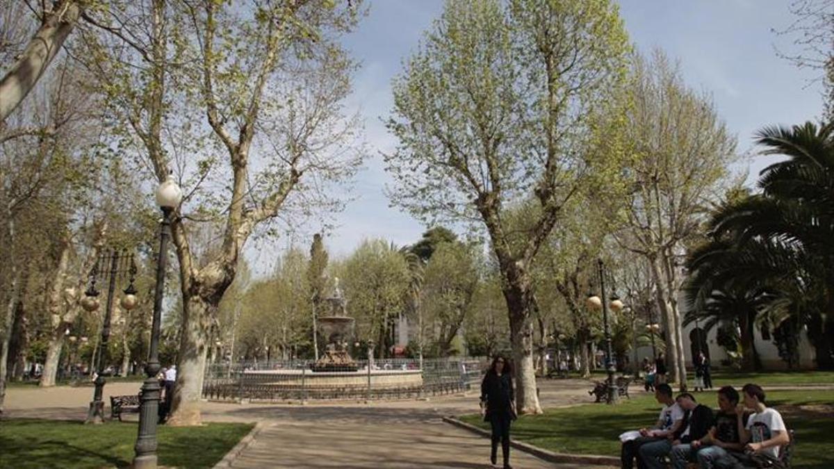 El plátano de sombra se encuentra en plena floración en Córdoba.