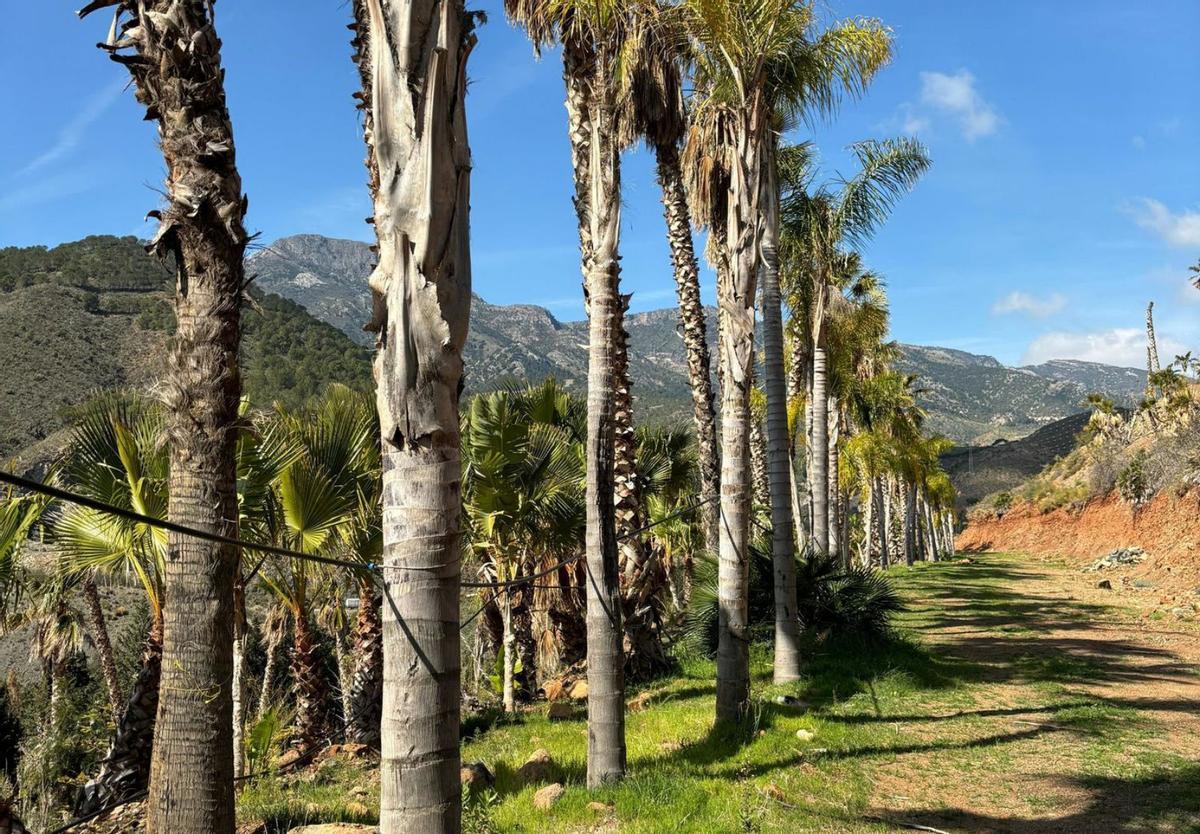 Vista de las palmeras plantadas en el paraje natural donde se instalará el parque. | L.O.