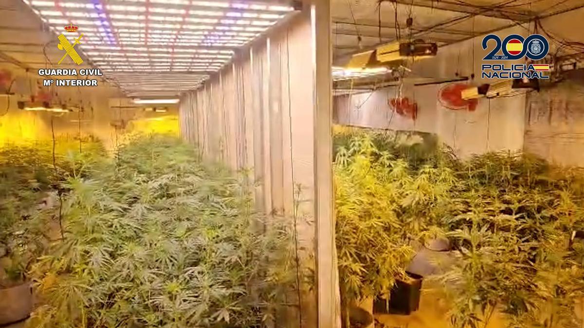 La plantación de cannabis de las Cuencas