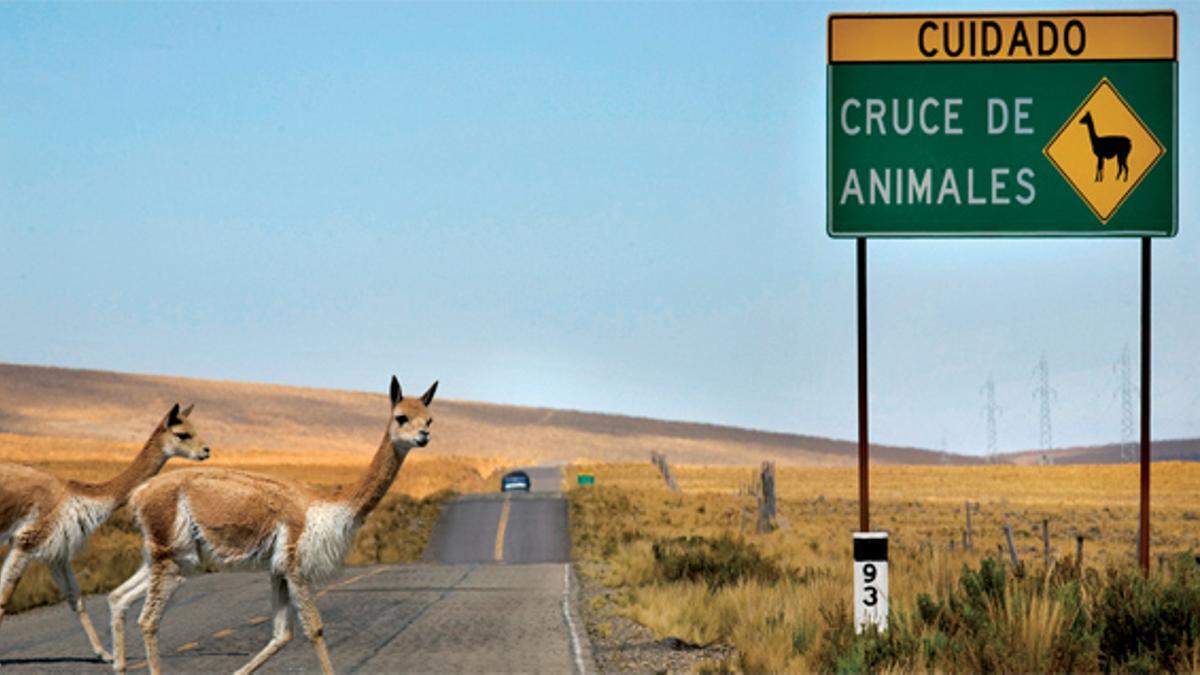 Las vicuñas viven libres en áreas protegidas