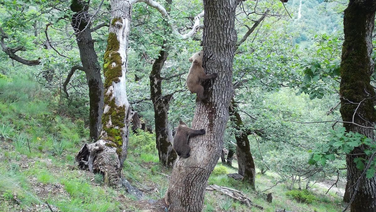 La población de oso pardo ya alcanza los 83 ejemplares en los Pirineos