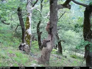 La población de oso pardo en el Pirineo ya alcanza los 83 ejemplares