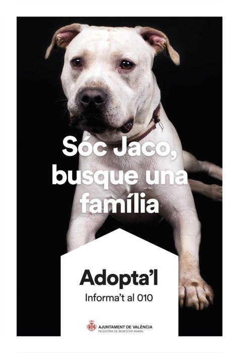 València pone cara y nombre a los perros de Benimàmet que buscan familia de adopción