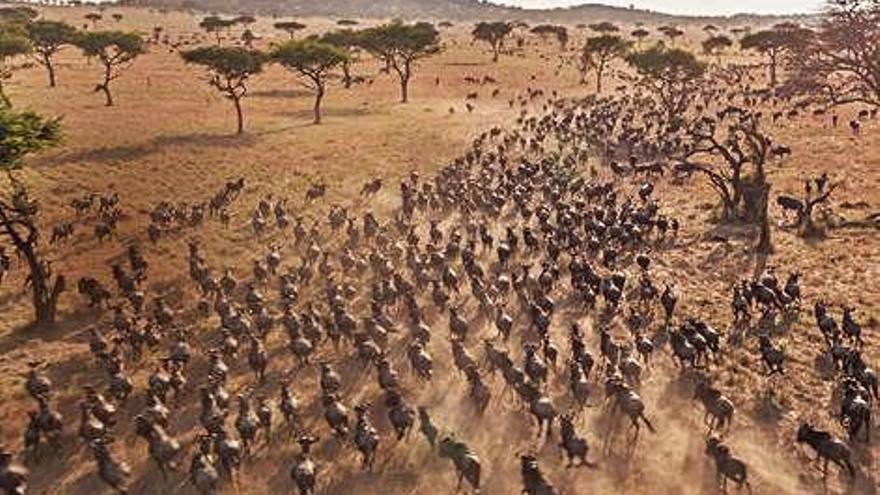 Animals salvatges en plena natura a «Serengueti»