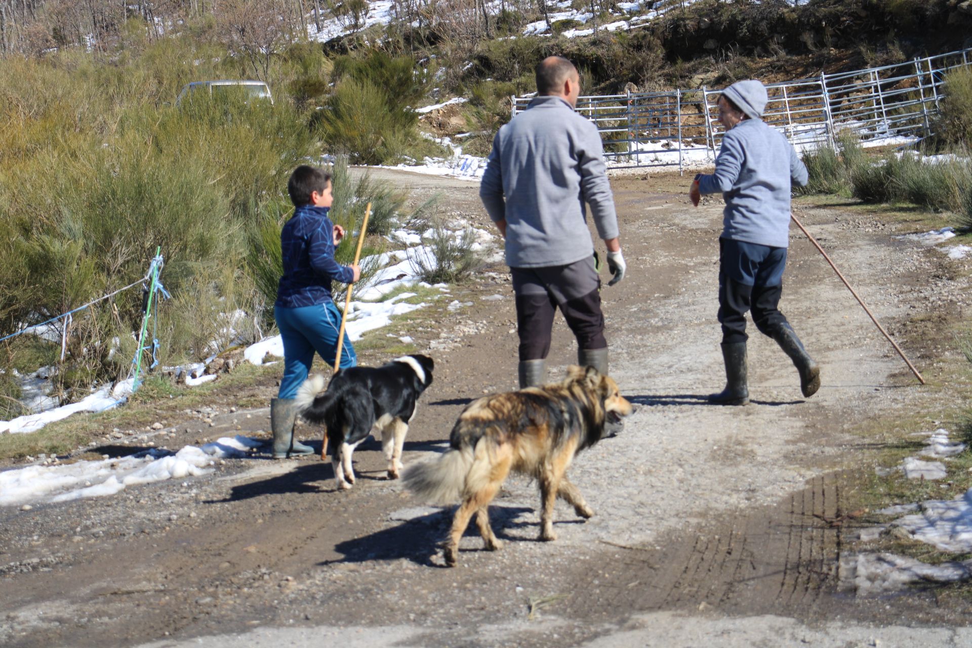 GALERÍA | El lobo cierra una ganadería en el Lago de Sanabria