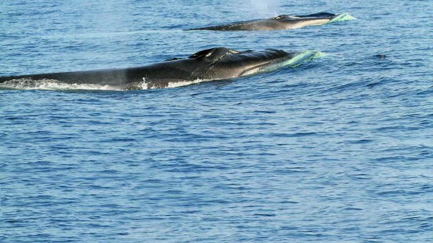 Zwischen Mallorca und dem spanischen Festland tummeln sich besonders viele Wale. Daher ist das Gebiet seit 2018 geschützt. | FOTO: OCEANCARE