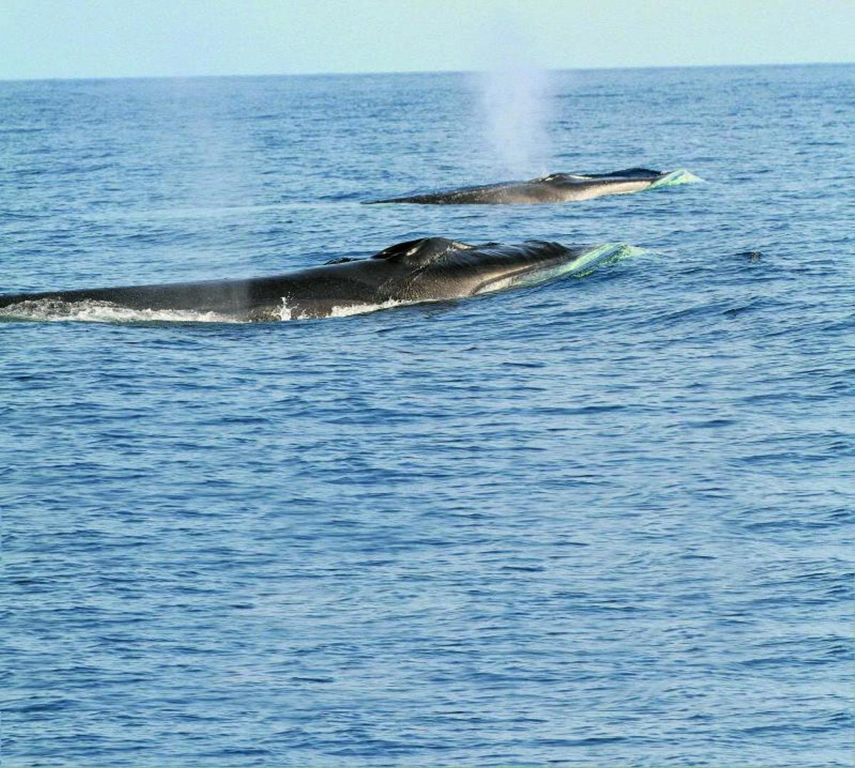 Zwischen Mallorca und dem spanischen Festland tummeln sich besonders viele Wale. Daher ist das Gebiet seit 2018 geschützt. | FOTO: OCEANCARE
