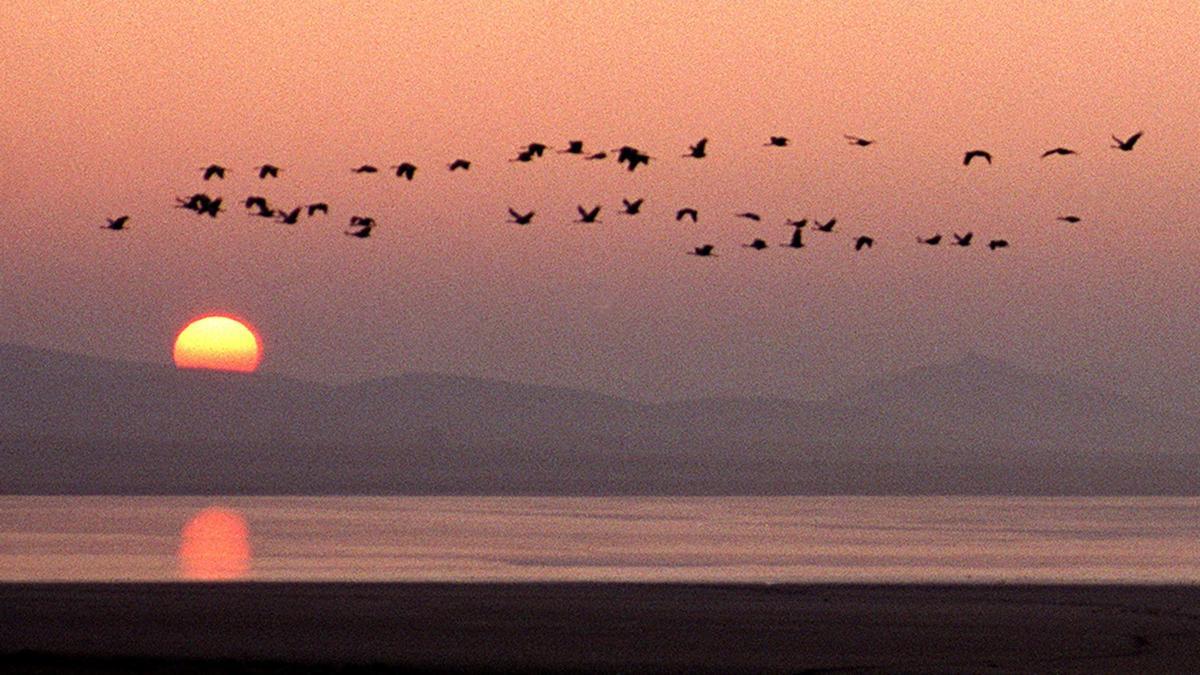 Una bandada de grullas sobrevuela la laguna de Gallocanta