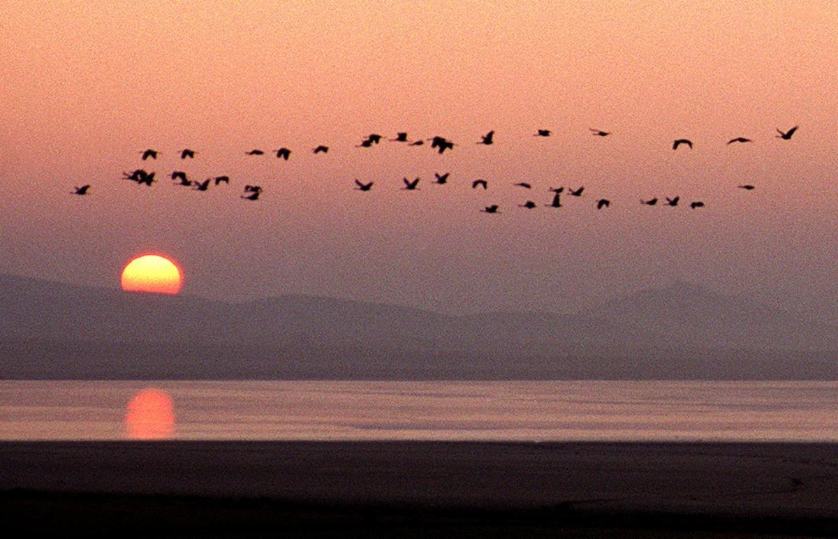 Una bandada de grullas sobrevuela la laguna de Gallocanta