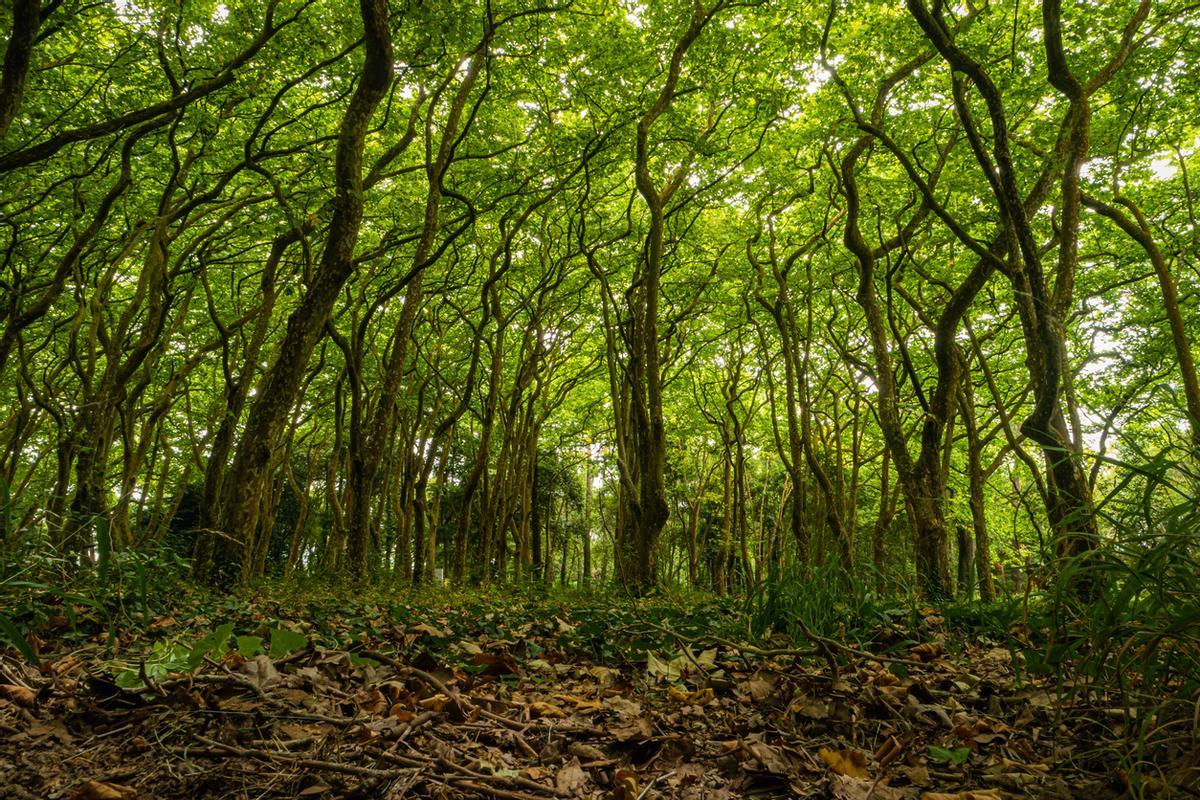 Colindando con el Parque Dom Carlos I se encuentra el Mata Rainha D. Leonor, un bosque cuyo objetivo es proteger los manantiales