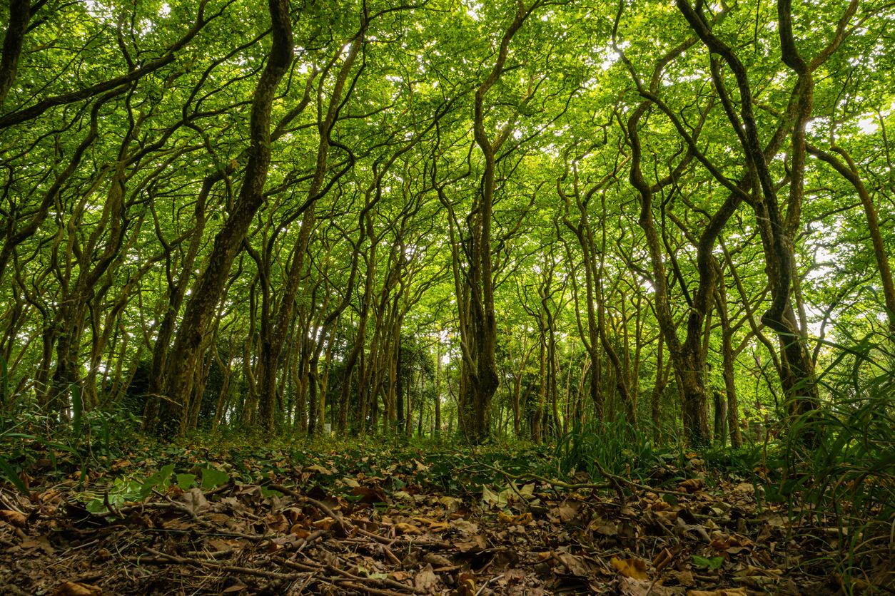 Colindando con el Parque Dom Carlos I se encuentra el Mata Rainha D. Leonor, un bosque cuyo objetivo es proteger los manantiales