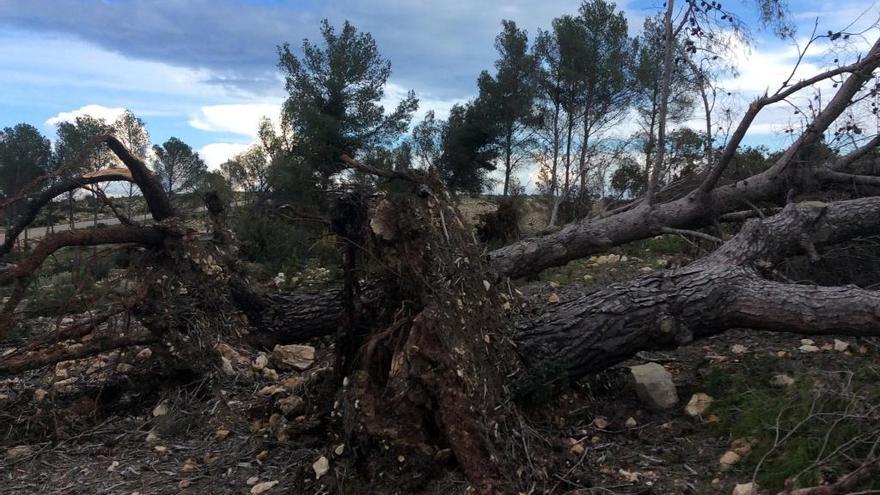 Árboles derribados en el cabo de Sant Antoni de Xàbia.