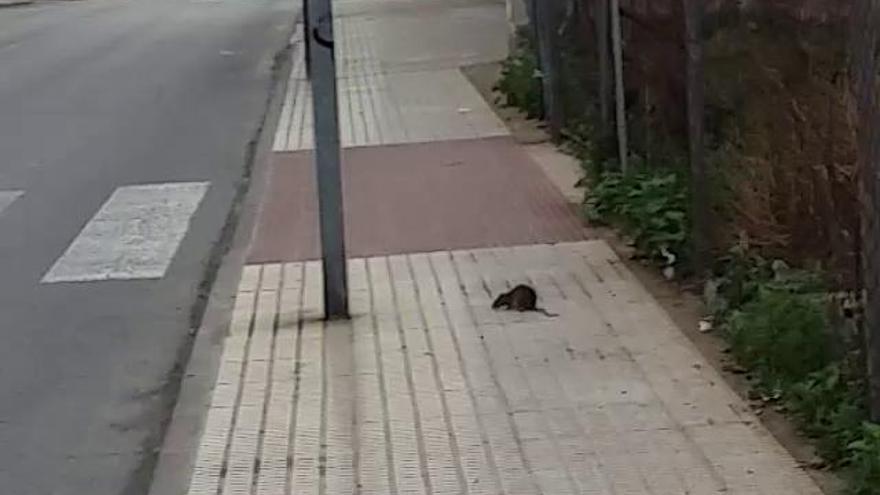 La falta de limpieza de los solares saca a las ratas a las calles de Los Barreros