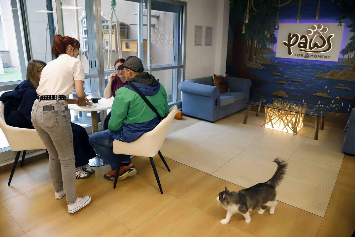 'Paws for a Moment', el coworking de Málaga con gatos que combina trabajo y relax.