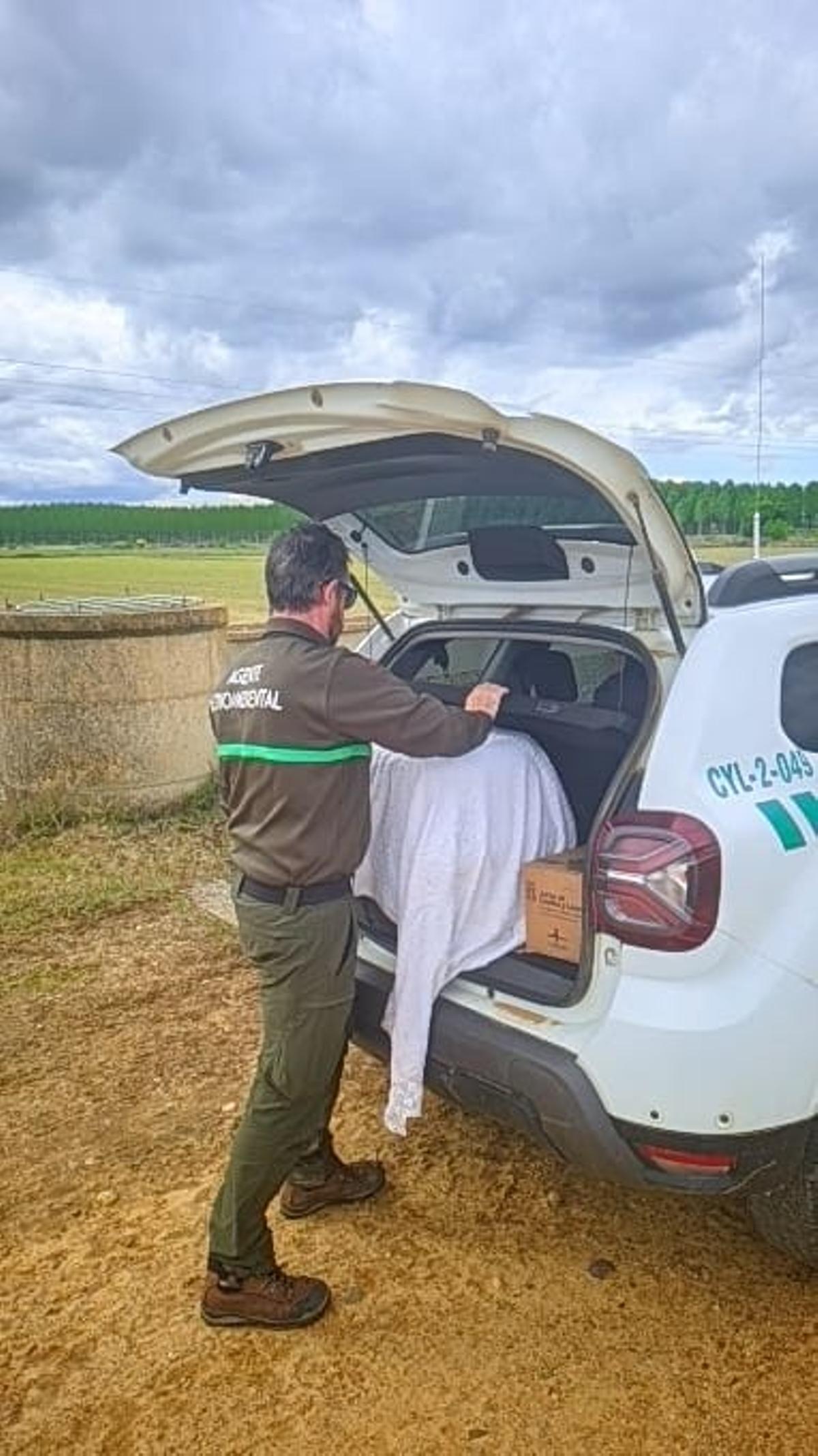 Traslado de la zancuda para su puesta en libertad