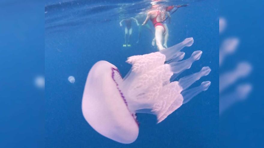 Localitzen un gran banc de meduses a la costa de Lloret de Mar