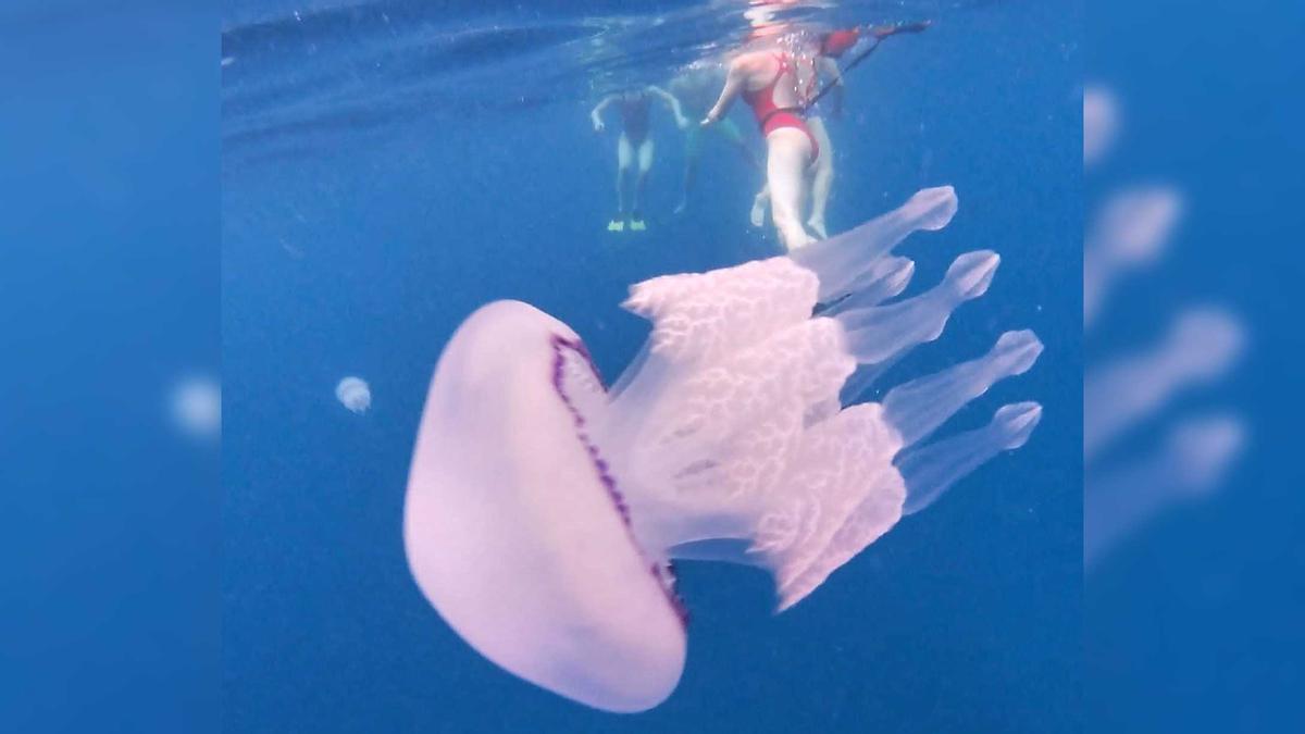 Una de les meduses localitzades a la costa de Lloret de Mar.