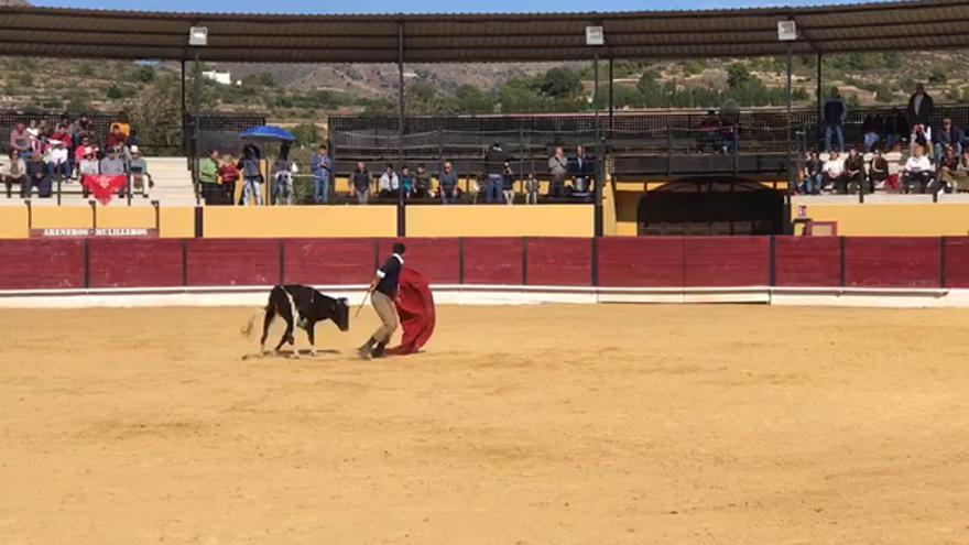 Becerrada en la Vall d'Uixó