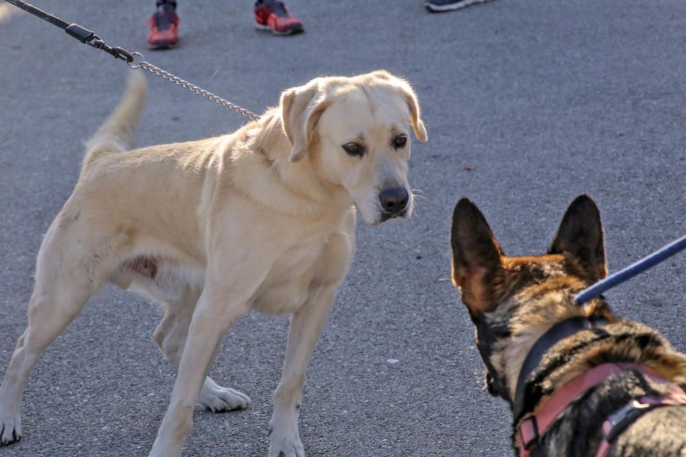 Almoradí celebra su primera Caminata Solidaria con animales