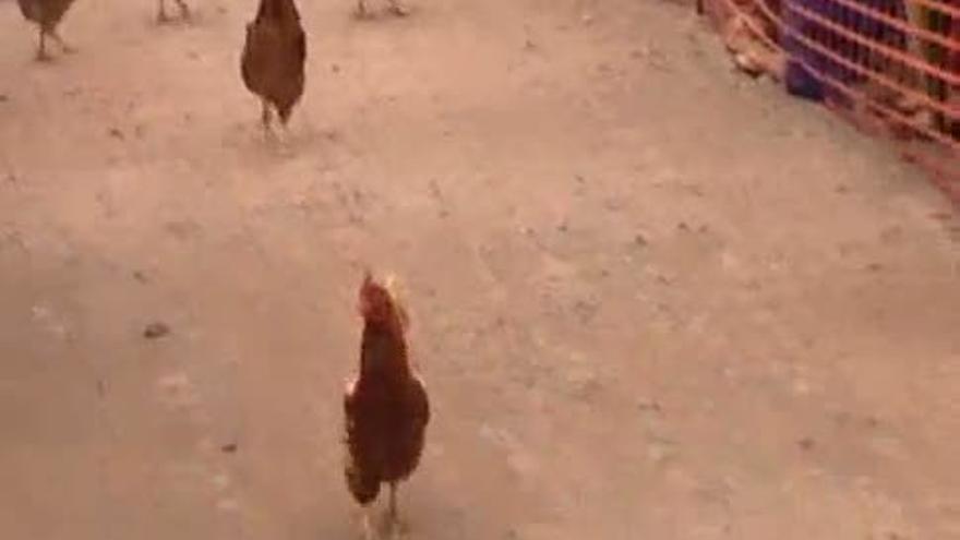 Las gallinas compiten en Inglaterra