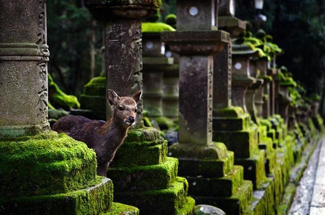 En el Parque de Nara habitan más de 1.200 ciervos shika