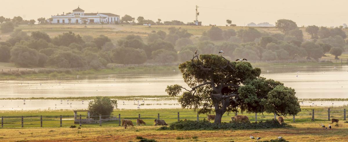 Paisaje del Aljarafe.