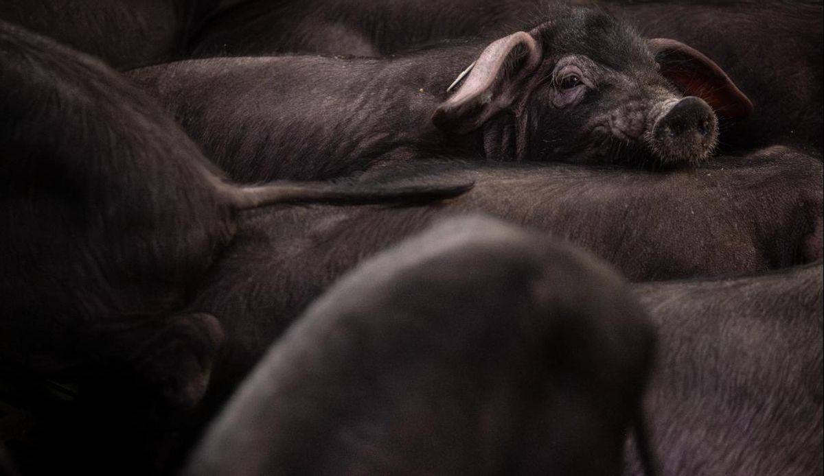 Cochino negro canario.