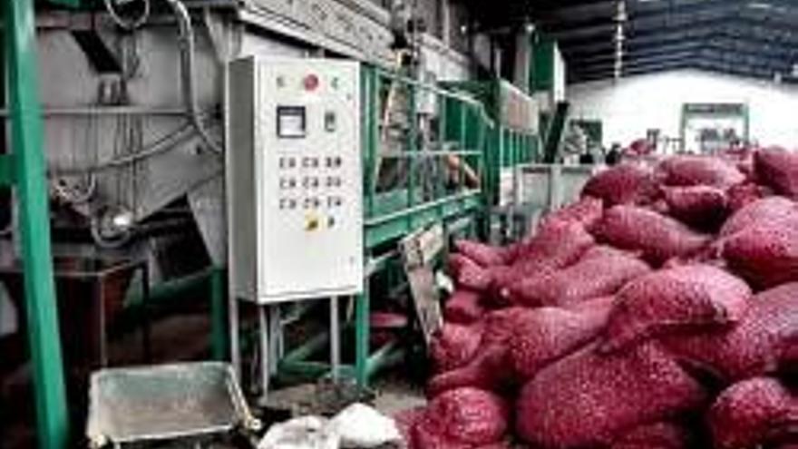 La cosecha de castañas rondará este año los 2,5 millones de kilos