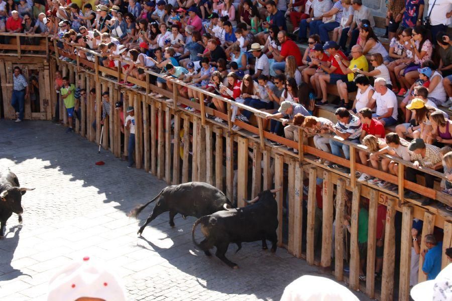 Fiestas en Zamora: Último encierro en Fermoselle