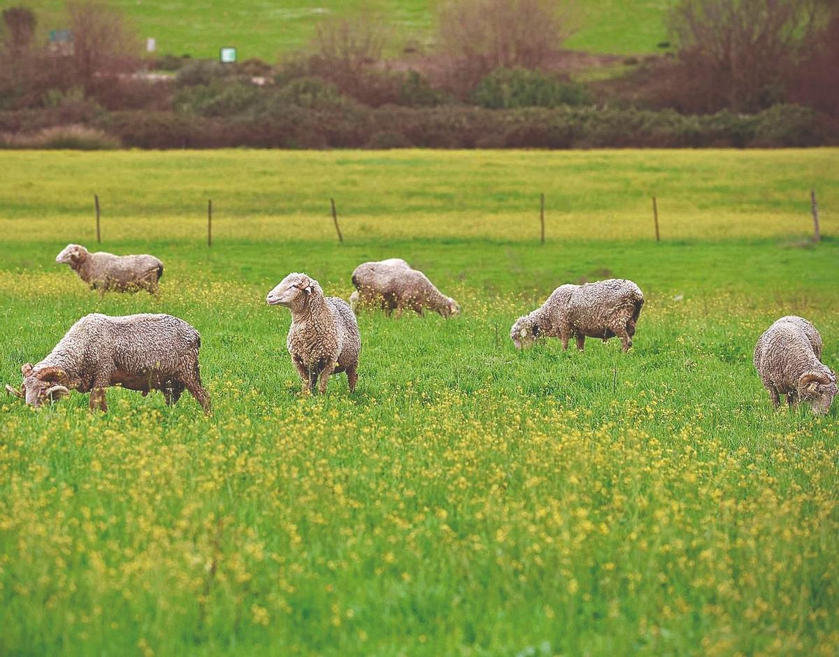 Imagen de varias cabezas de oveja merina que caracteriza a la ganadería Las Albaidas.