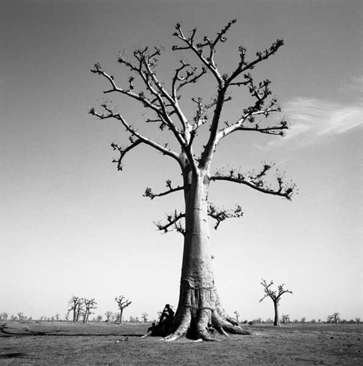 Vista de un baobab en la Reserva Natura Bandia.