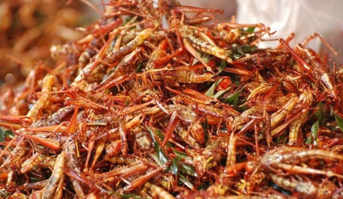 Langota de ldesierto