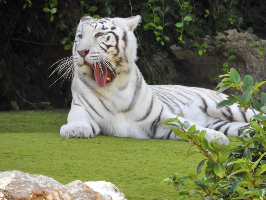 Bellesa. El tigre blanc, en perill d'extinció per la seva excessiva cacera per obtenir-ne la pell i els ullals, està considerat a l'Índia un tresor nacional. La imatge es va captar al zoològic Loro Parque al Puerto de la Cruz.