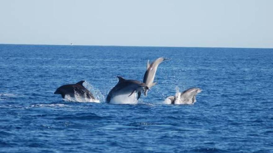 Un grupo de delfines, en las costas de la Vega Baja.